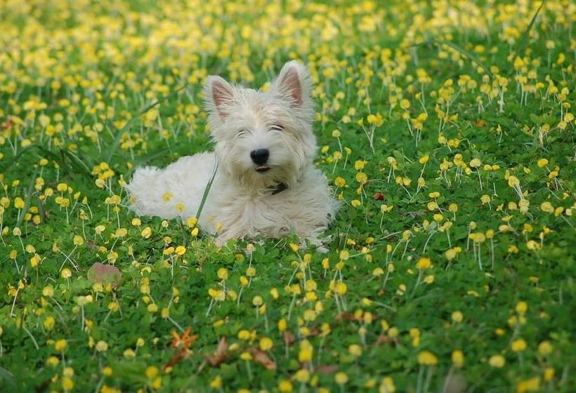 Resort Red Z Cool Mountain 17