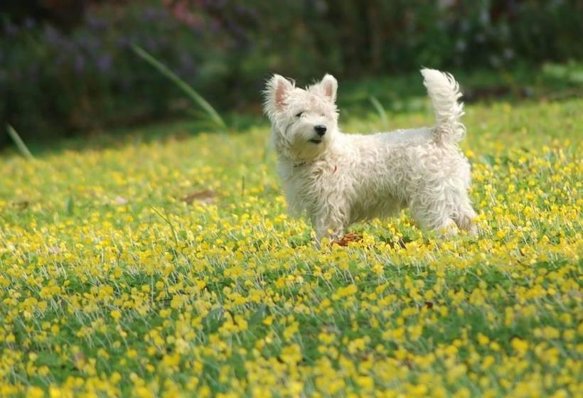 Resort Red Z Cool Mountain 18