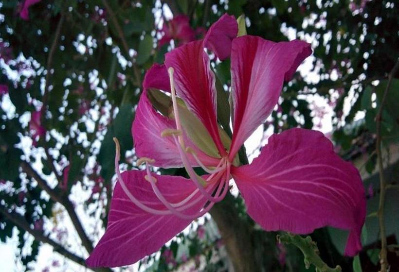 Hotel Nida Rooms Phu Ruea 10 Boat 8