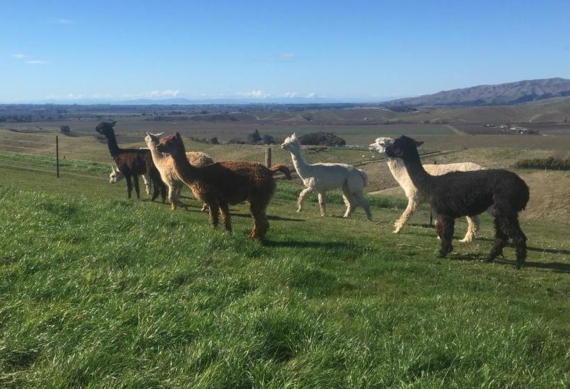 Bed and Breakfast Falcon S Rise Alpaca Farm 15