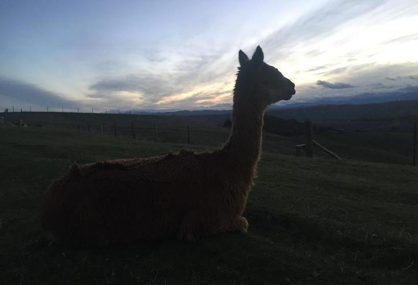 Bed and Breakfast Falcon S Rise Alpaca Farm 19