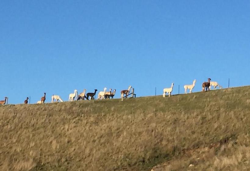 Bed and Breakfast Falcon S Rise Alpaca Farm 4