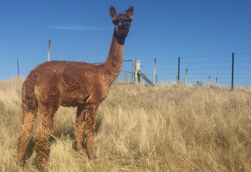 Bed and Breakfast Falcon S Rise Alpaca Farm 7