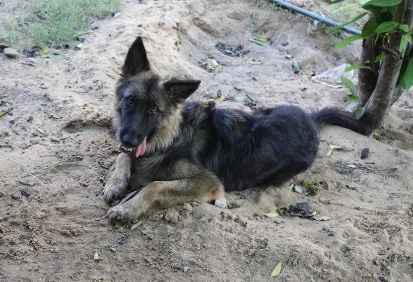 Hotel Shannu S Ranch Inn 12