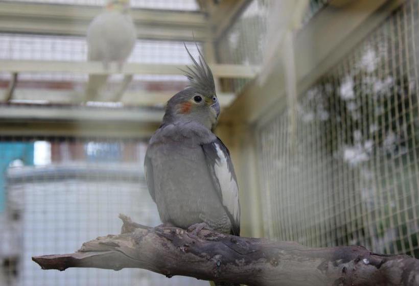 Hotel Shannu S Ranch Inn 14