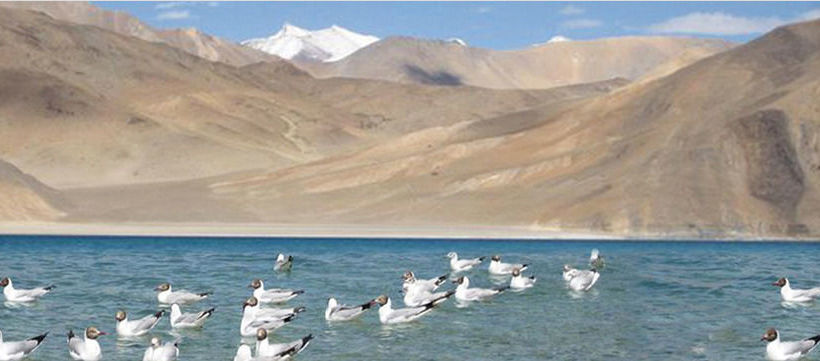 Hotel Royal Camp - Pangong 8