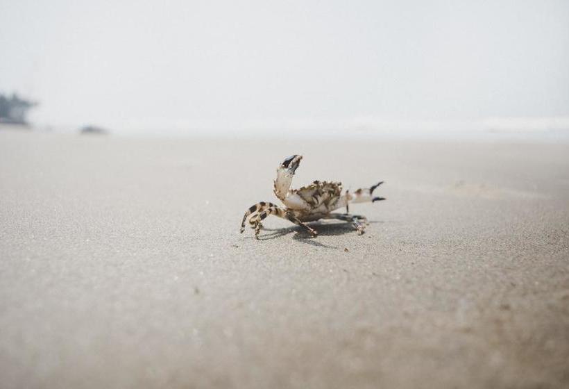 Resort Anahata Retreat 5