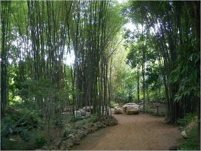 Resort Momchailai Forest Retreat 13