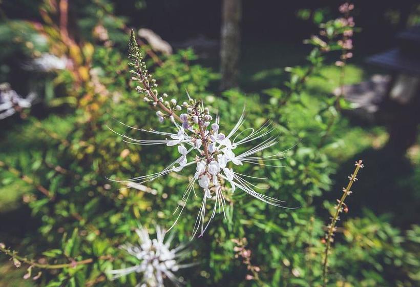 Ban Sainai Resort 12