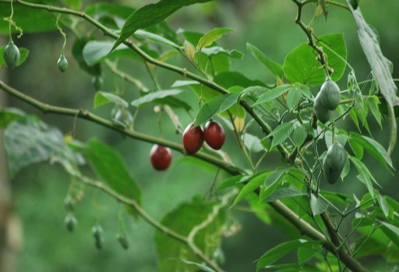 Resort T Cherry Villa 3