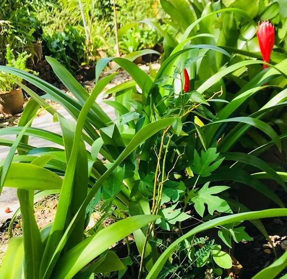 Casa Theresa Resort & Garden 19