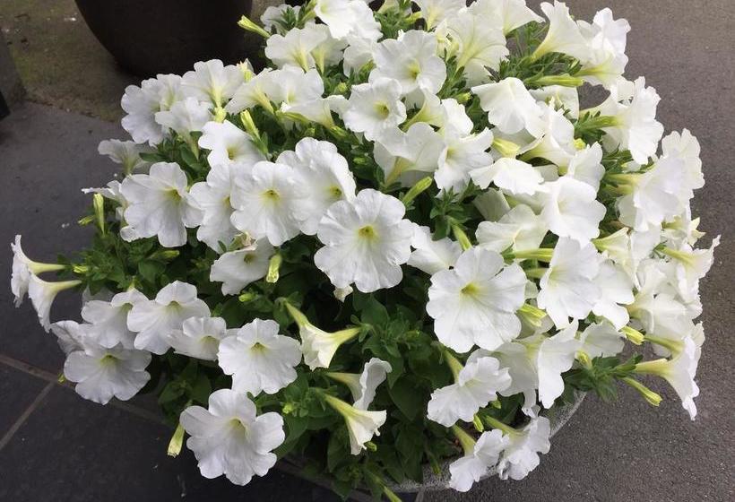 Private Deluxe Apartment At The Chester B&b 8