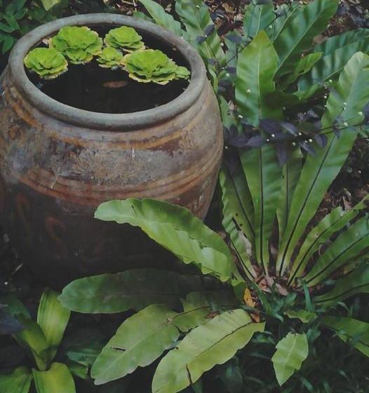 Resort Mulberry Pang Sita 20