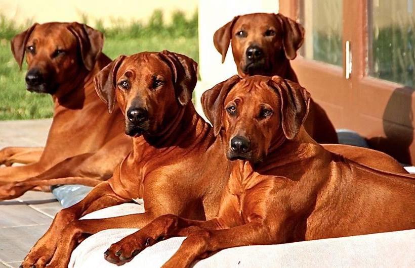 Bed and Breakfast Liondog Resort 3