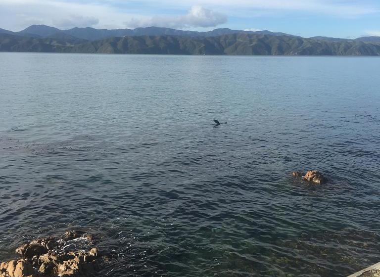 Bed and Breakfast Karaka Bays 14