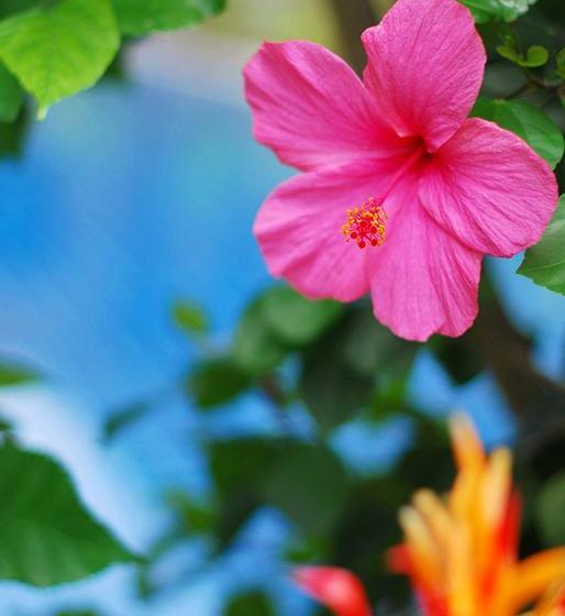 Hotel Hanna Villa 15