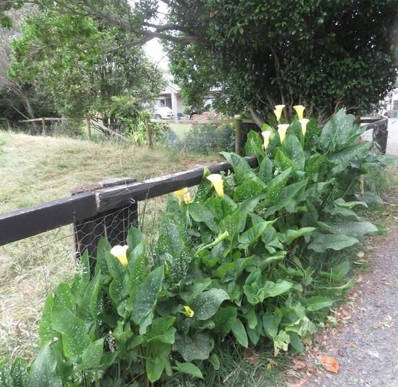 Whitelillys Bed And Breakfast Farmstay 14