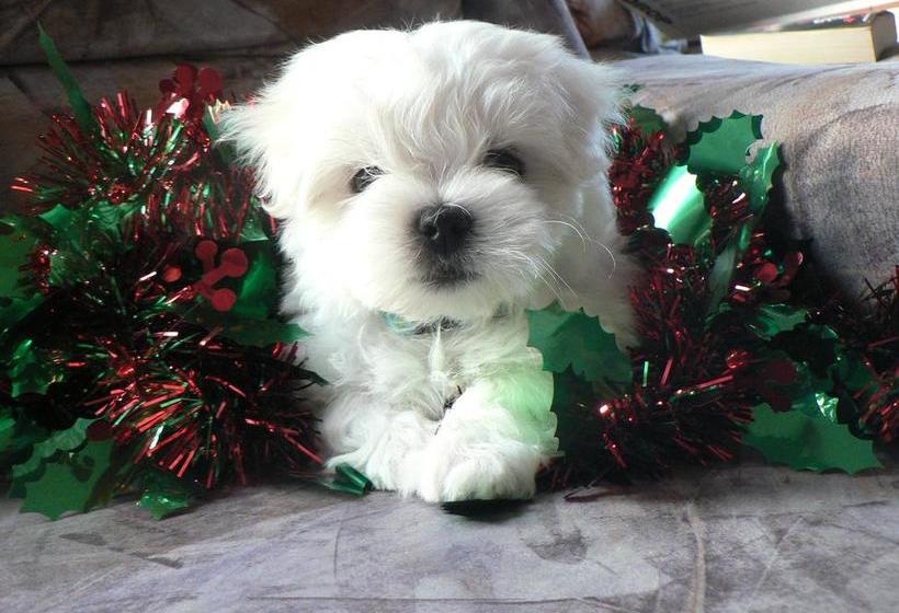 Whitelillys Bed And Breakfast Farmstay 15