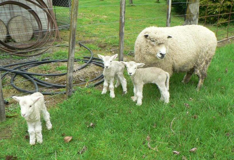 Whitelillys Bed And Breakfast Farmstay 16