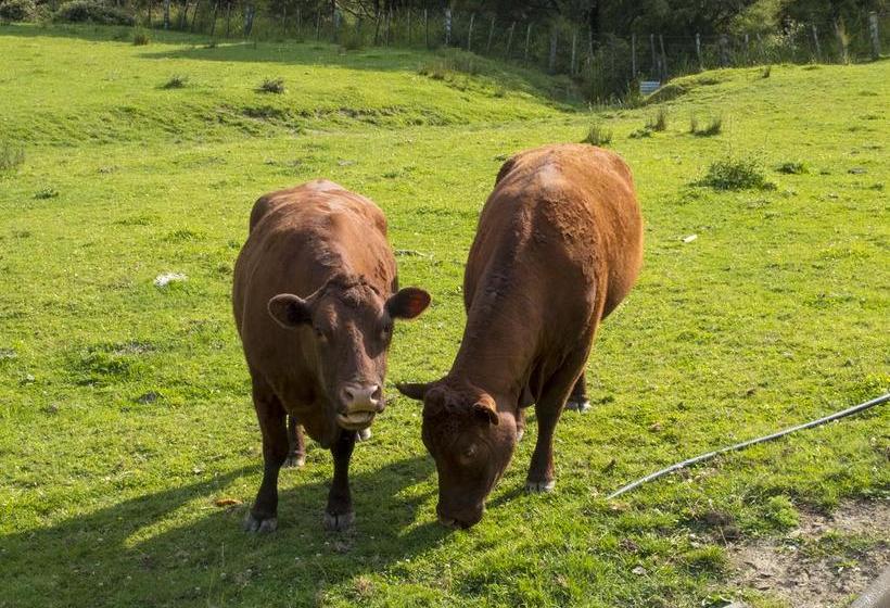 Bed and Breakfast Villa Shemshi 10