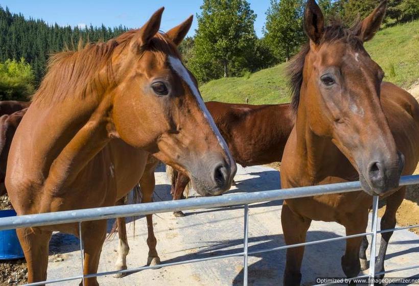 Bed and Breakfast Villa Shemshi 8