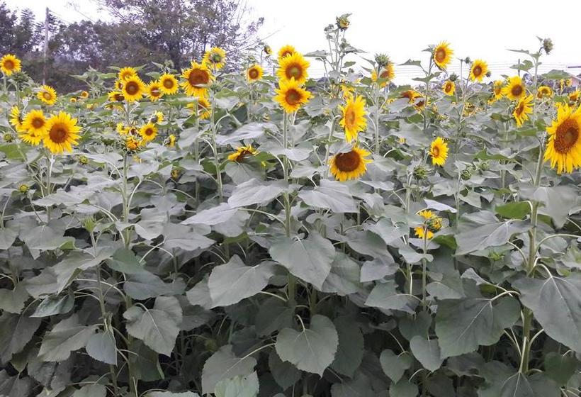 Hotel Ozone Health Resort 2