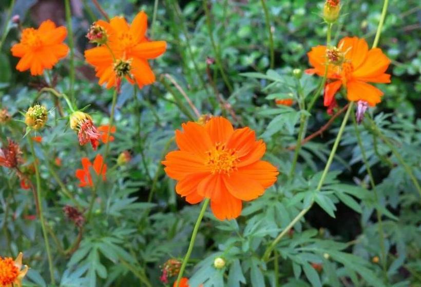 Resort Suriyan Villa 13