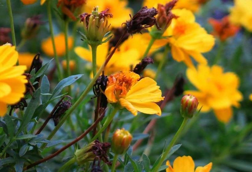 Resort Suriyan Villa 14