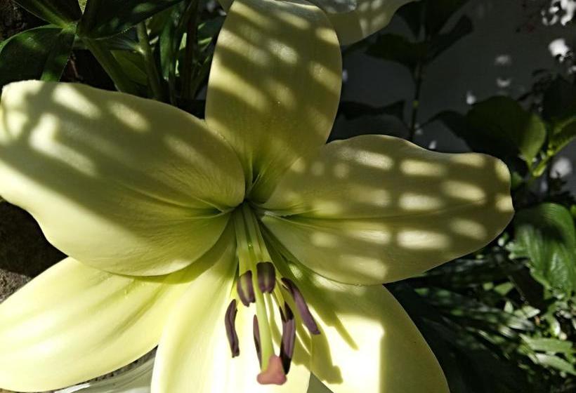 V Resorts Apple Croft Cottage 9