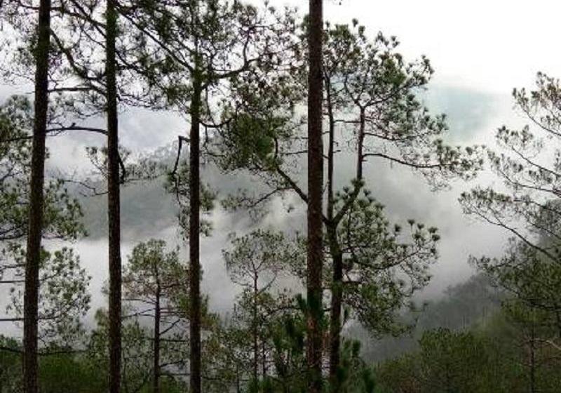 Hotel Camp Chayan Lansdowne 3