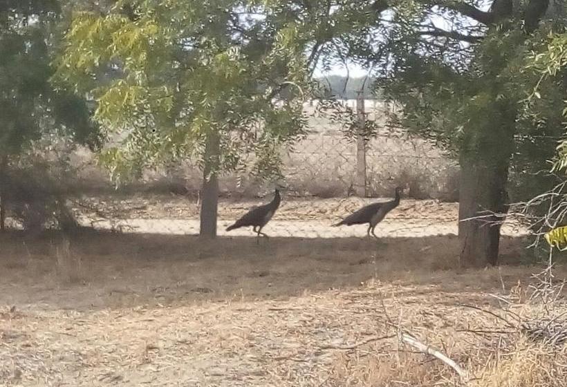 Resort Thar Exotica 7