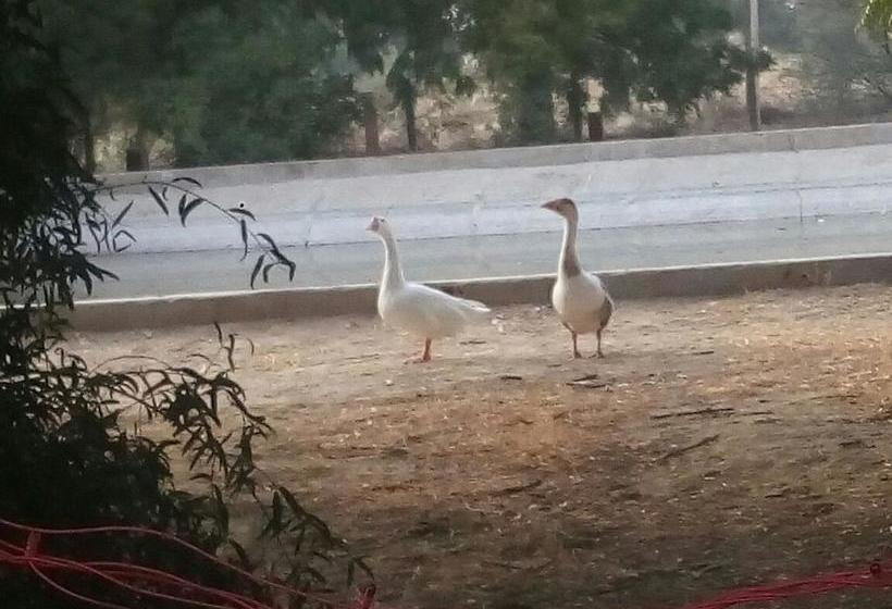 Resort Thar Exotica 9