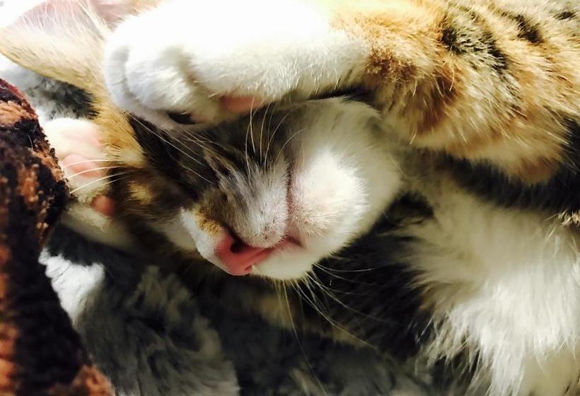 Bed and Breakfast Lovely Home To Stay Happy 2