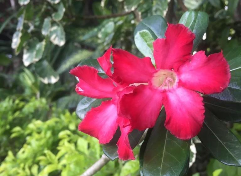 Akechanok Resort&homestay 9