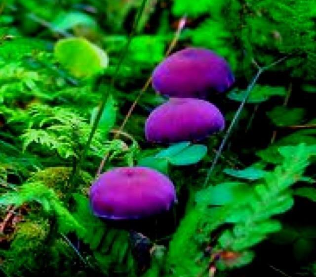 Rongo Dinner Bed And Breakfast South Island