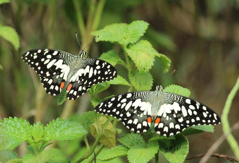 Resort Vivekananda Health Global Mumbai 5