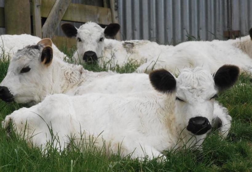 Tracy S Boutique B&b Farmstay 8