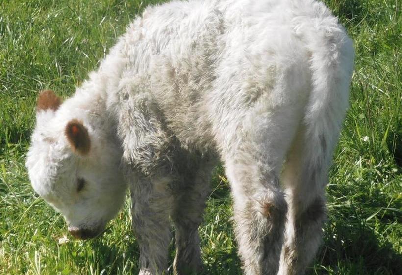 Tracy S Boutique B&b Farmstay 9