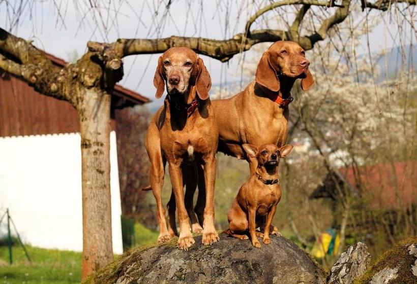 Hotel Gästehaus Falkenau Urlaub Mit Hund 9
