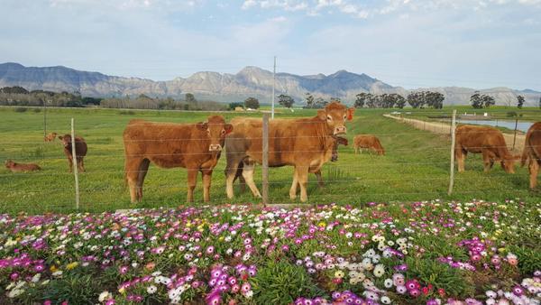 Hotel Klein Eikeboom Cottages 3