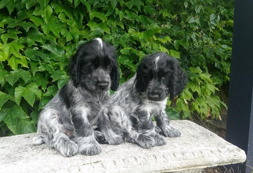 Bed and Breakfast Devenport Estate 2