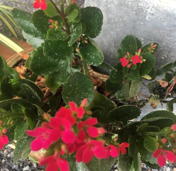 Glory Hill Villas Resort 17