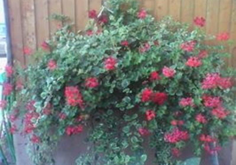 Hotel Privates Gaestehaus Graf 2