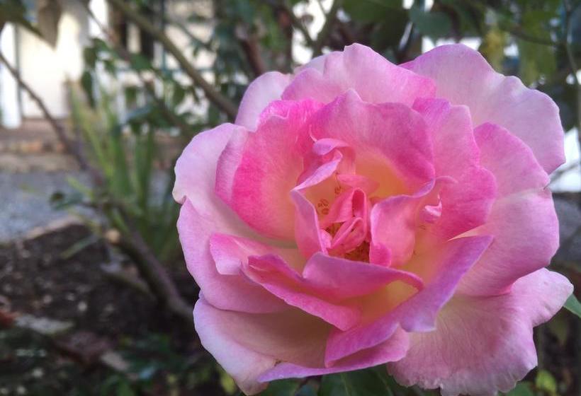 Bed and Breakfast Karamana Homestead 7