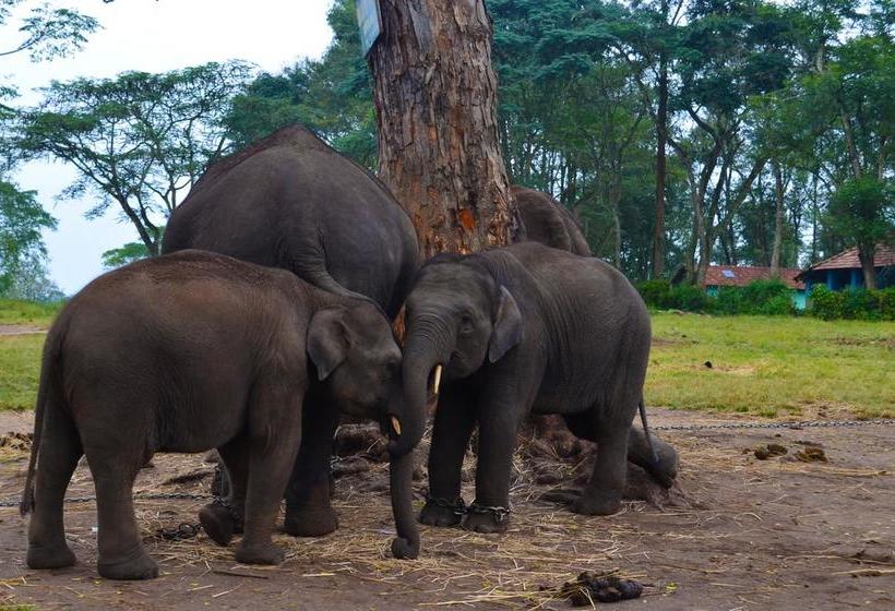 Hotel Soans Comforts 1