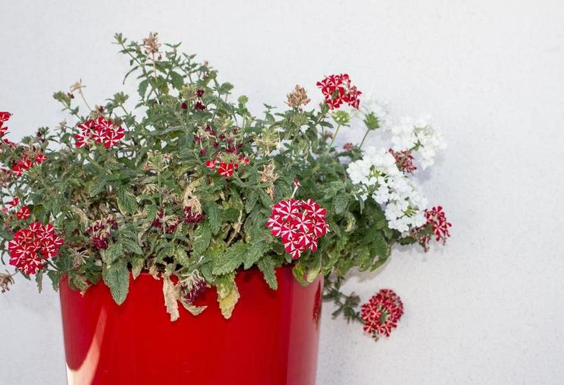 Hotel Phoenix Motor Inn 20