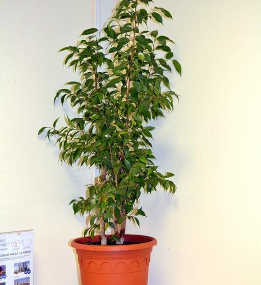 Hotel Nerazluchniki Hostel 4