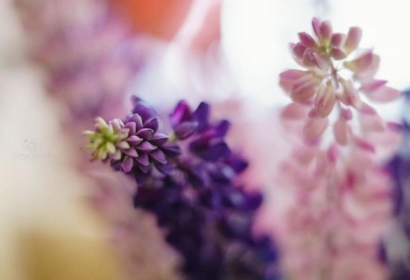 Hotel Tsentralnaya 6