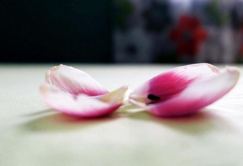 Hotel Nice Hostel 16