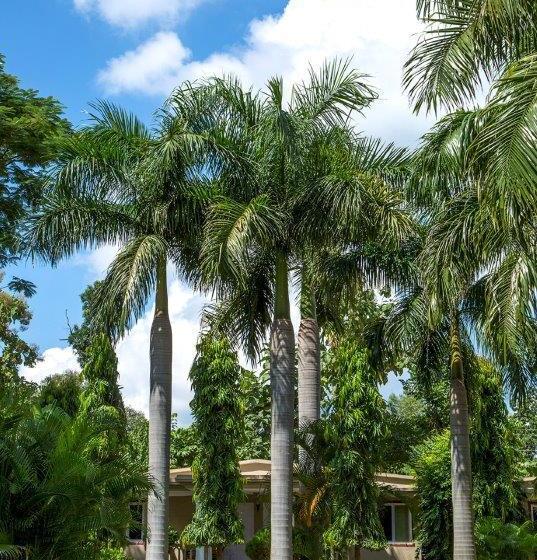 Hotel Tiger Den Resort 11